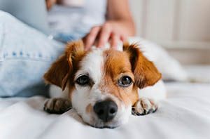 happy-dog-helping-reduce-stress